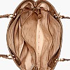 Γυναικείες Τσάντες Noelle.Tt Μπεζ ECOleather Guess Γυναικείες Τσάντες Noelle.Tt Μπεζ ECOleather Guess